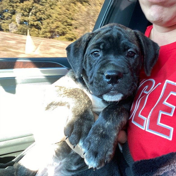 Meet your Posher, Misty - Picture 2 of 10